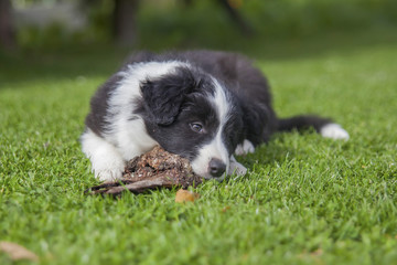 Naklejka na ściany i meble Cute puppy of border collie lying on green lawn