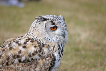 Eagle Owl