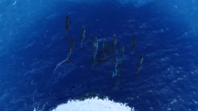 Many dolphins jumping in front of the ship sailing