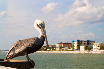 Pelican with the sandy beach and hotels view in back, Fort Myers beach in Florida, The brown pelican, North American bird animal of the pelican family, Pelecanidae