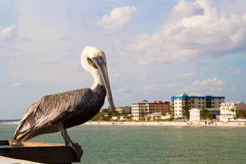 Photo sur Plexiglas Clearwater Beach, Floride Pelican with the sandy beach and hotels view in back, Fort Myers beach in Florida, The brown pelican, North American bird animal of the pelican family, Pelecanidae