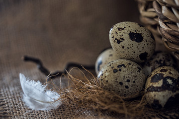 Wachteleier auf Jutetuch