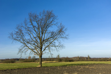Obraz premium Single large tree without leaves on the field