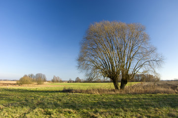 Large old willow without leaves on a wild meadow