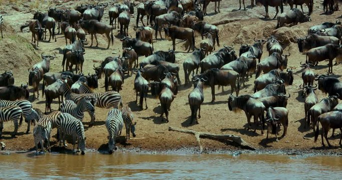 Burchell'S Zebra & Blue Wildebeest Drinking; Masai Mara 9th September 16 Am; Maasai Mara, Kenya, Africa