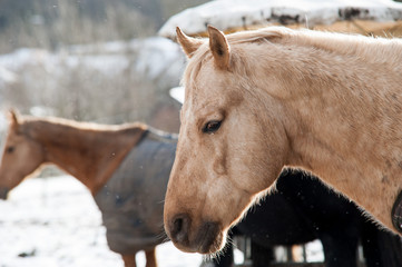 Pferde im Winter mit Mantel