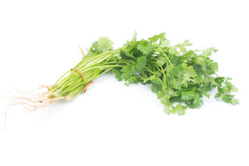 Coriandrum sativum leaves isolated on White Background. Coriandrum sativum is an important spice for Thai cooking.