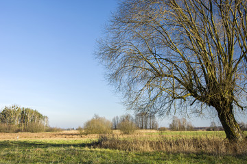 Large willow without leaves on a wild meadow