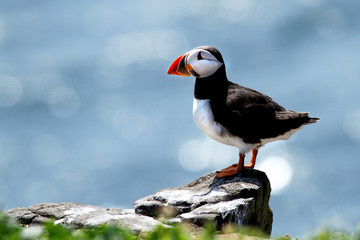 puffin sat on rock at farne islands