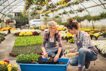 Two attractive happy florist women crouching and preparing flowers in flowerpots from one large blue pot in the greenhouse.