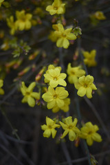 Jasminum nudiflorum