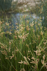 Schoenoplectus pungens