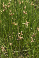 Schoenoplectus pungens