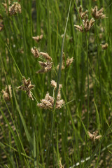 Schoenoplectus pungens