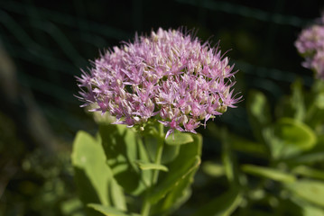 Sedum telephium 