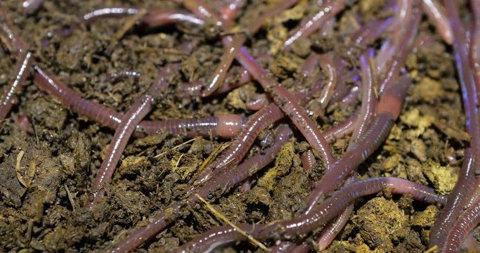 african night crawler earth worm on dirt bedding