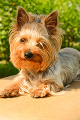 Yorkshire Terrier puppy basking in the summer sun