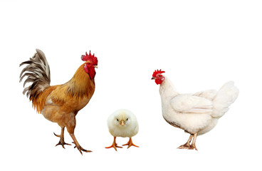 family portrait farm birds chicken, bright red roosters yellow little chicken on a white isolated background