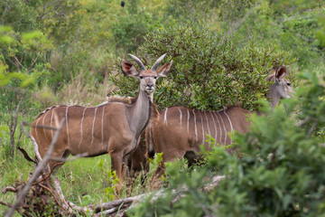 Kruger National Park, Mpumalanga, South Africa