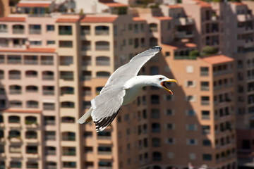 Seagull flying with bulidings of Monaco city in background