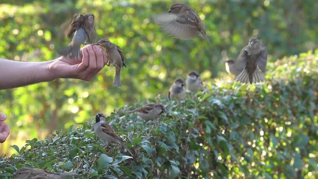 Gorriones comunes comiendo de la mano en el Retiro (Madrid, Spain)