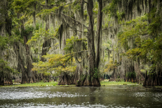 Exotic Caddo Lake State Park In Texas