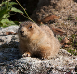 Marmot portrait