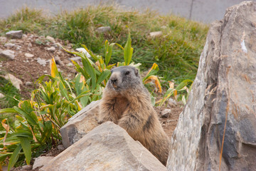 Marmot observing his surrounding