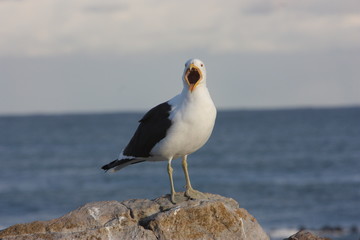 Scraming Seagull