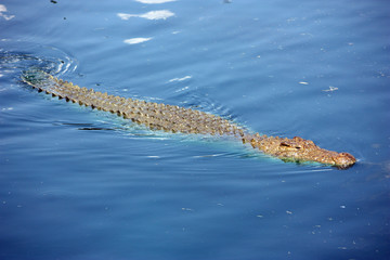 Crocodile swimming at river