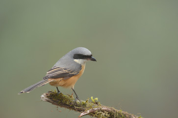 Burmese Shrike female