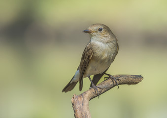 Beautiful bird in nature Red-throated Flycatcher Ficedula parva