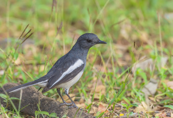 Bird (Oriental magpie-robin) in a nature wild