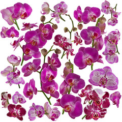 set of isolated beautiful pink and violet orchids on white can be used as background