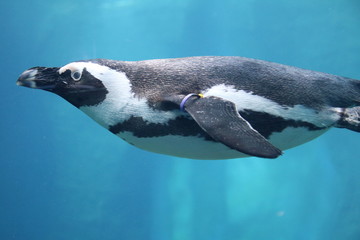 Pingwin zoo woda błękit  - obrazy, fototapety, plakaty