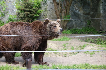 Niedźwiedź zoo Wrocław las dzika natura © Paulina