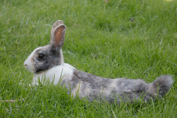 Hase in der Wiese