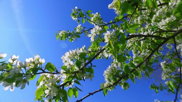 White apple-tree flowers on blue sky background