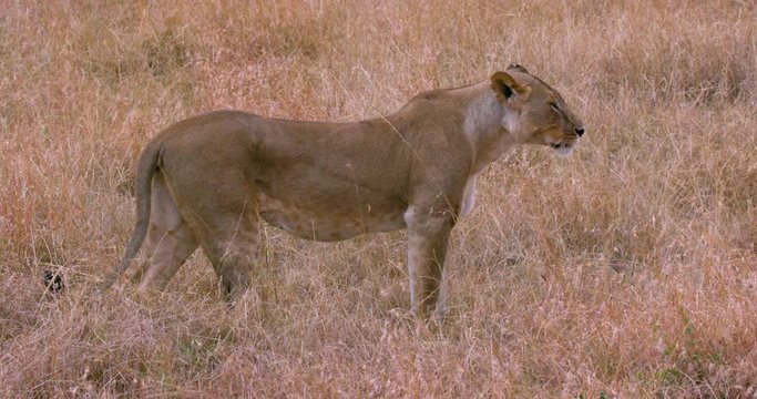 Young Lioness Walking; Maasai Mara 2nd Sept 16; Maasai Mara, Kenya