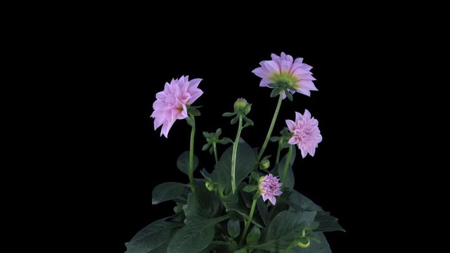 Time-lapse of growing, opening and rotating pink dahlia 9c4 in 4K PNG+ format with ALPHA transparency channel isolated on black background

