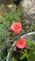 Fototapeta na wymiar Gartenblume rosa