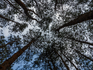 Looking up to Forest - Green Tree branches nature abstract, tree top