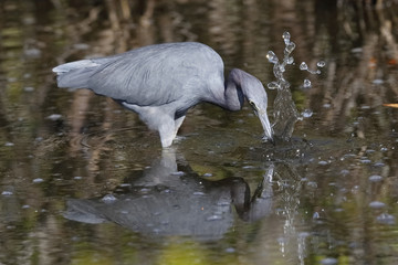 Little Blue Heron catching a fish - Merritt Island, Florida