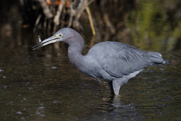 Little Blue Heron catching a fish - Merritt Island, Florida