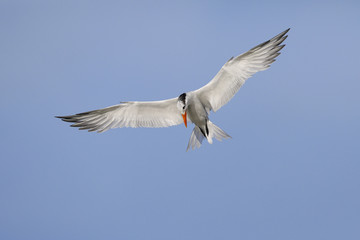 Fototapeta na wymiar Royal Tern hovering over the Gulf of Mexico - Florida