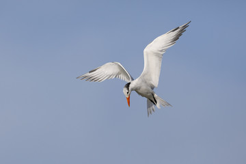 Fototapeta na wymiar Royal Tern hovering over the Gulf of Mexico - Florida