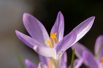 The blooming crocus flower welcomes spring - photographed in my garden in Hanau, Germany