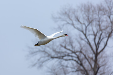 A white swan flies in front of the silhouette of a bare tree - photographed near Staden, Germany