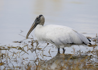 Wood Stork wading in a Florida marsh