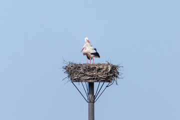 Two storks are sitting on their nest - near Staden, Germany